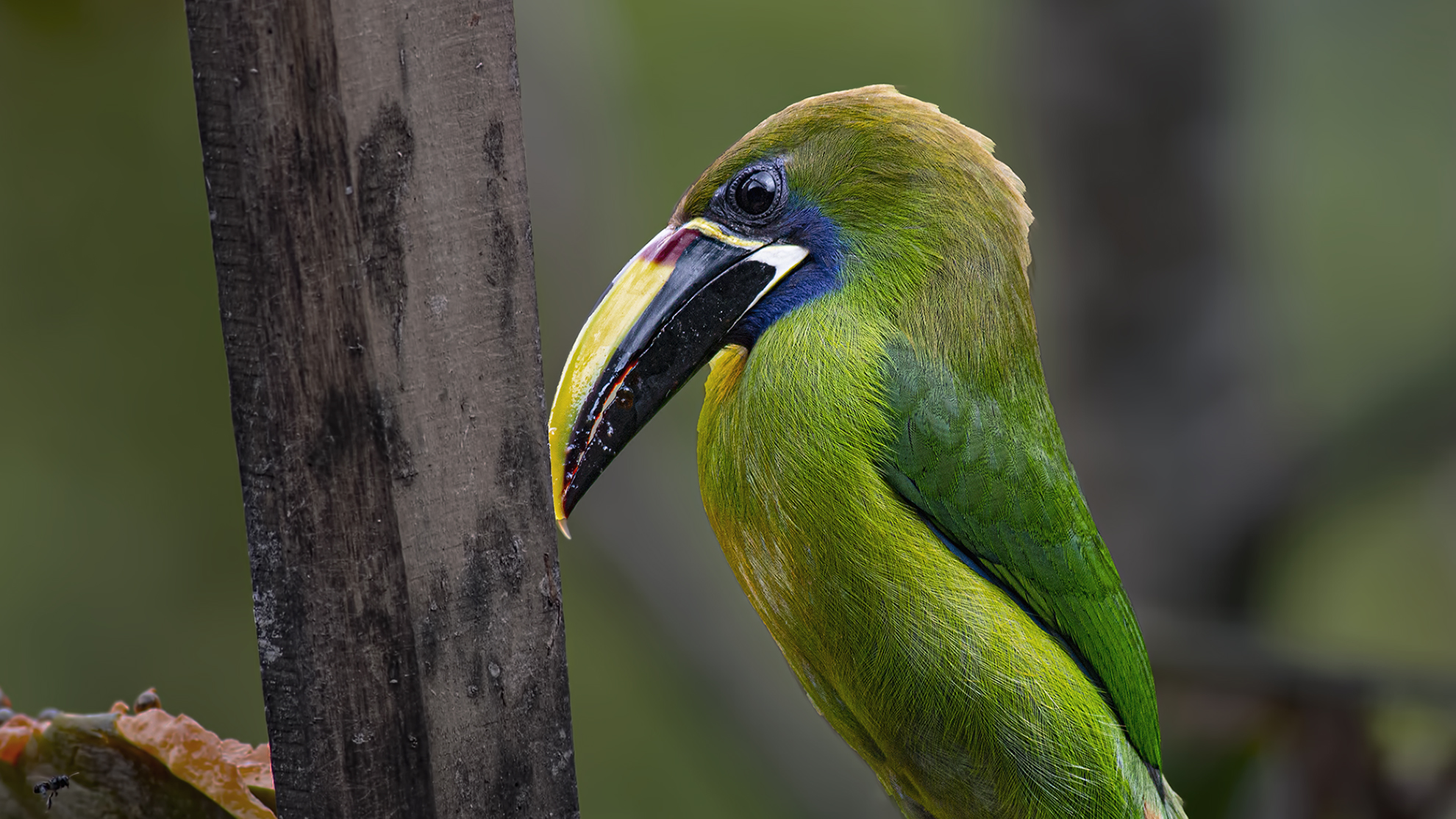Northern Emerald-Toucanet